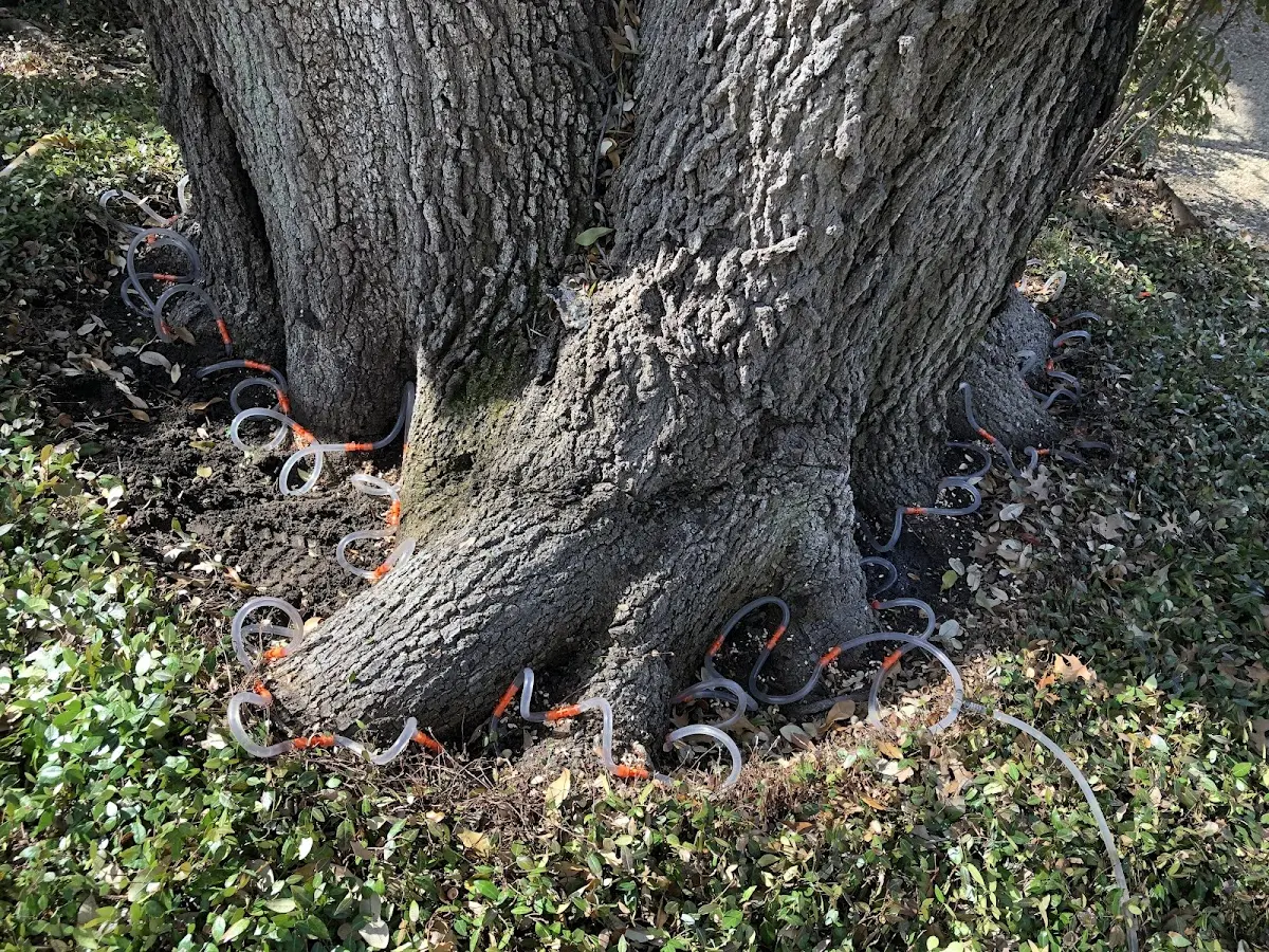 Detailed Tree Cabling and Bracing job site in Waterloo